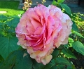 Rosa - Souvenir de Baden Baden 2017 -001